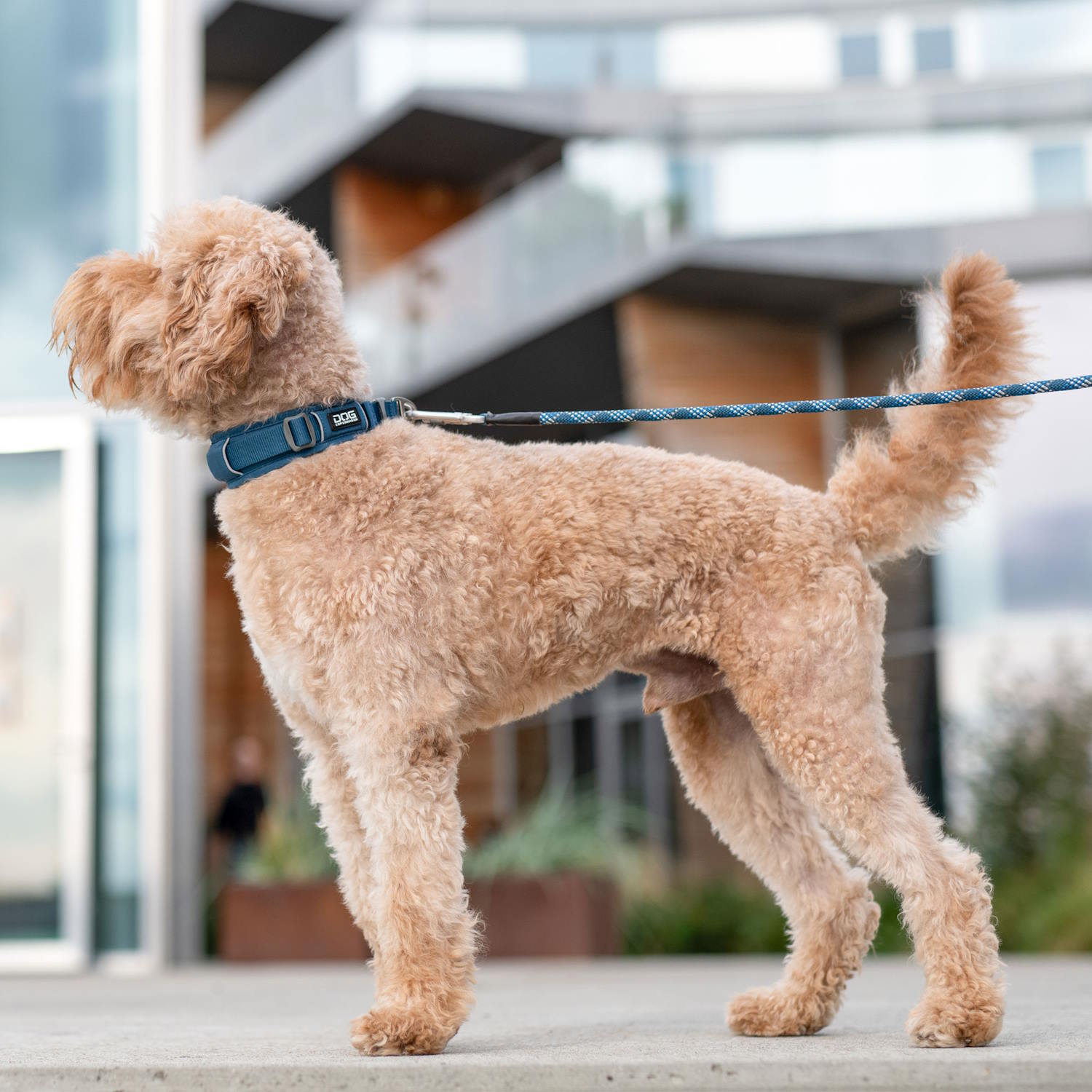 Dog Copenhagen Urban Explorer