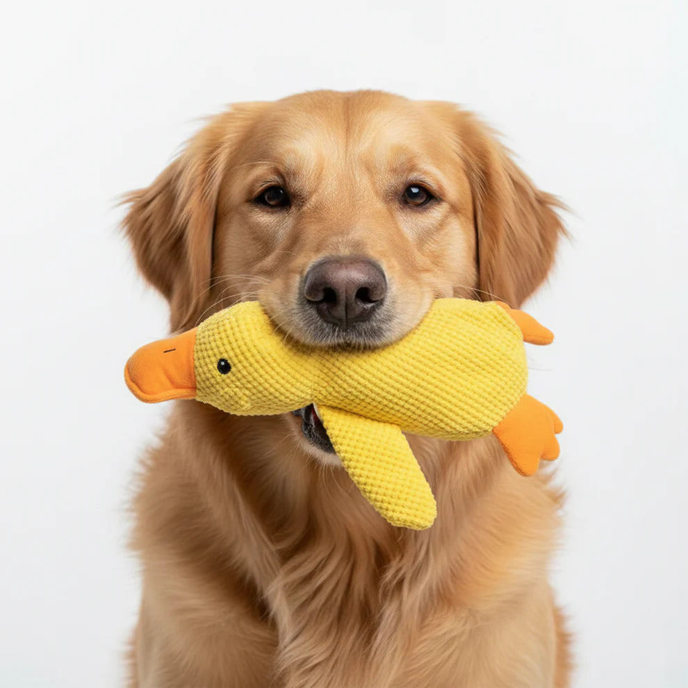 dog duck pet